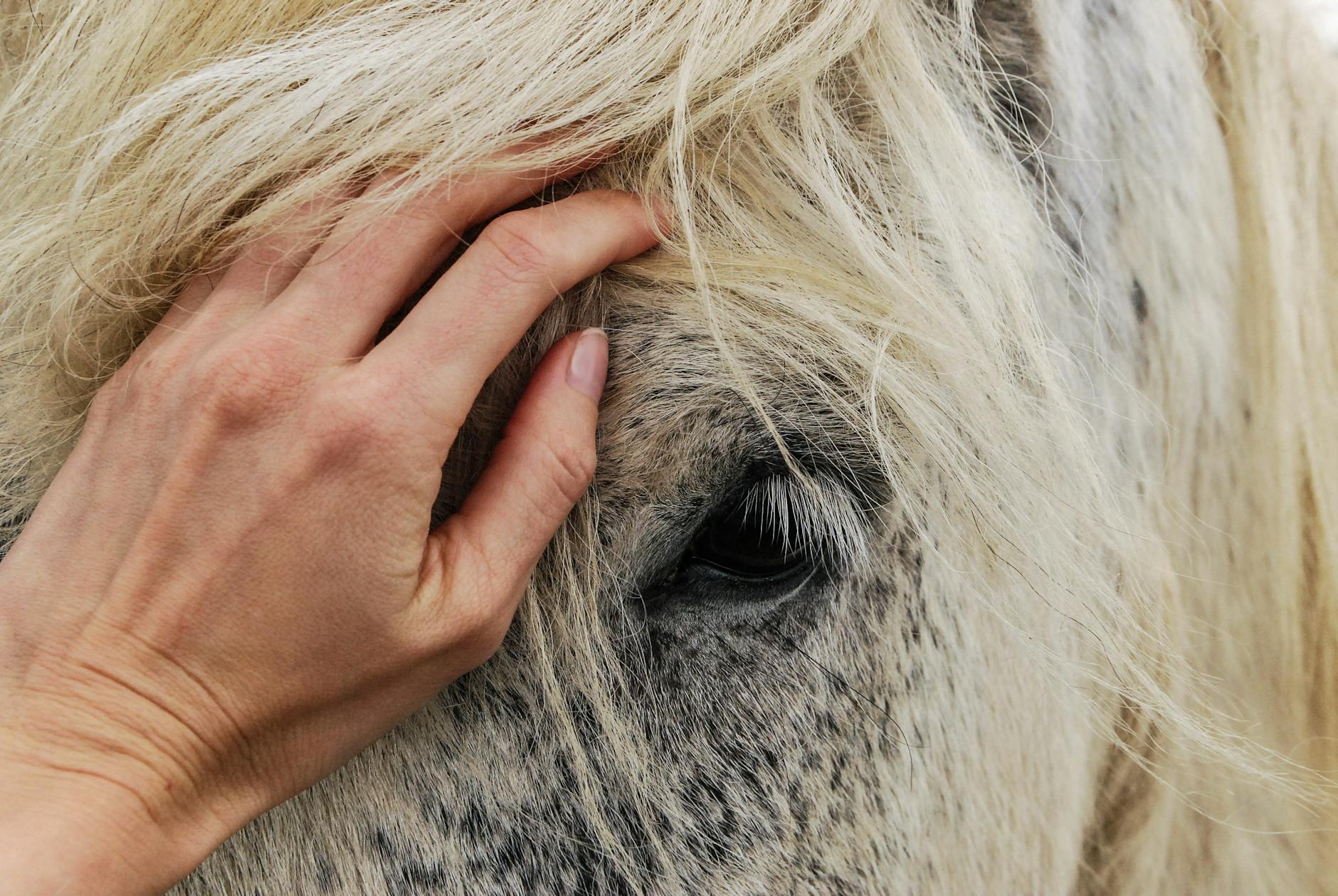Equine Therapy Utah: How EAP Helps with Trauma and Addiction Recovery