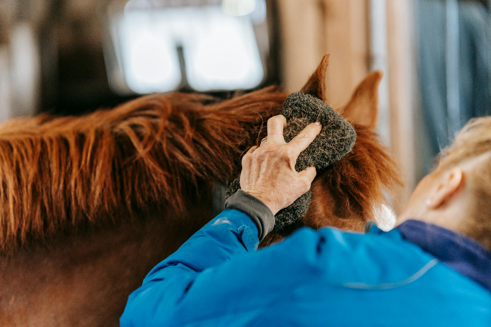close up shot of a person brushing a horse